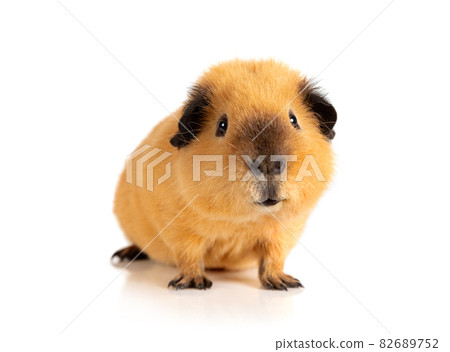 Lovely red guinea pig over white Lovely red guinea pig over white 82689752
