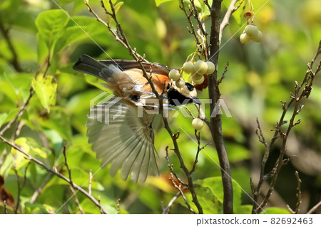 Varied tit that came to forage the fruit of the ego 82692463