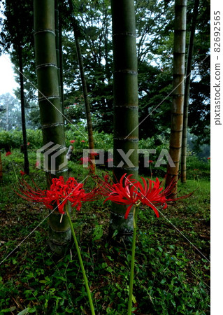 Bumblebee blooming in bamboo forest Bumblebee blooming in bamboo forest 82692565