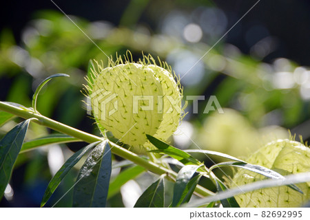Fusenia towata Fusenia towata 82692995
