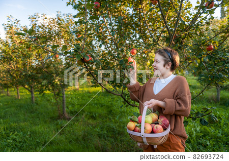 Girl is picking fresh organic apples 82693724