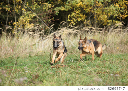 Amazing couple of German shepherd in autumn Amazing couple of German shepherd in autumn 82693747