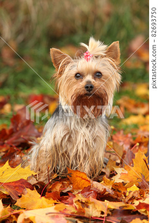 Adorable Yorkshire Terrier in autumn 82693750
