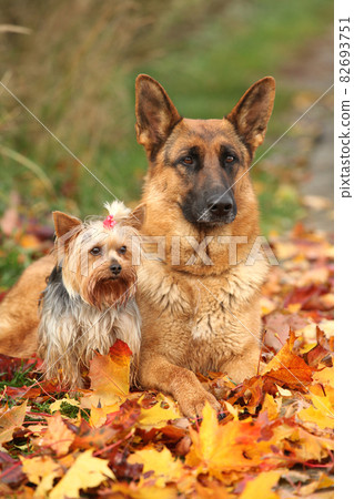 German Shepherd with Yorkshire Terrier 82693751