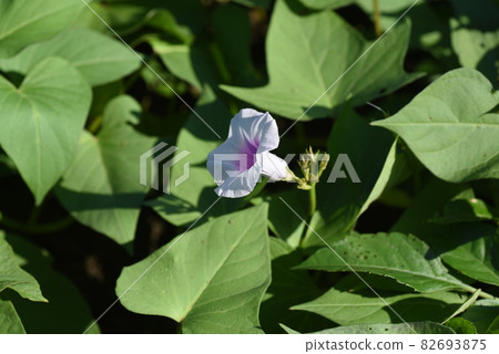 甘藷花 在日本很少開花的花 照片素材 圖片 圖庫