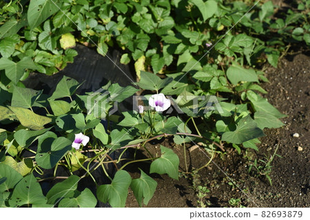 Sweet potato flowers (flowers that rarely bloom in Japan) Sweet potato flowers (flowers that rarely bloom in Japan) 82693879