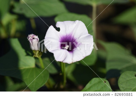 甘藷花 在日本很少開花的花 照片素材 圖片 6931 圖庫