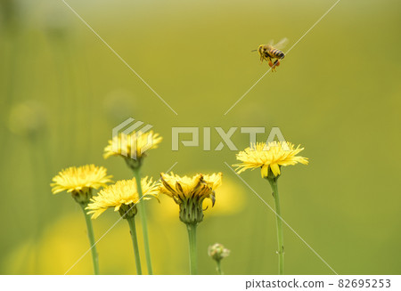 Bee on wild flowers 82695253