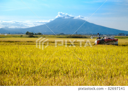 Rice harvesting in the Tsugaru Plain 82697141