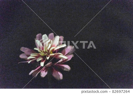 夜裡靜靜綻放的人行道花 82697264