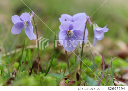 紫野草春藍紫色花特寫 照片素材 圖片 圖庫