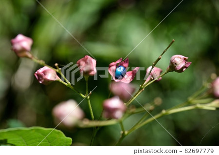 Rabbit fruit Rabbit fruit 82697779
