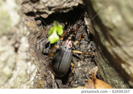 蘇角米姆什 82698167