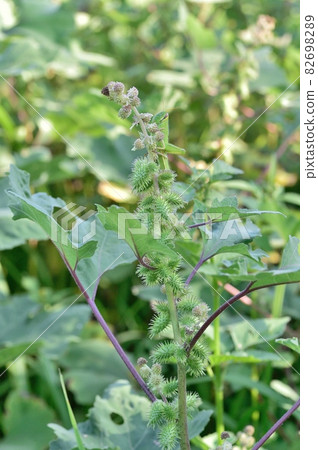 Male and female flowers of Xanthium occidentalis 82698289