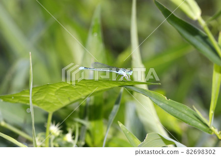 硒條紋豆娘 82698302