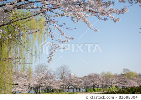 Sakura along Shinobazu Pond / Tokyo Sakura along Shinobazu Pond / Tokyo 82698304