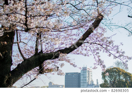 Sakura along Shinobazu Pond and surrounding buildings / Tokyo Sakura along Shinobazu Pond and surrounding buildings / Tokyo 82698305