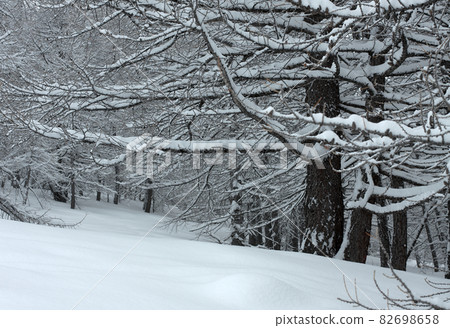Winter Winter 82698658