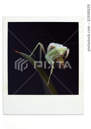 Mantis pola style Mantis pola style 82698826