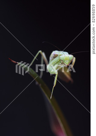 螳螂 螳螂 82698859