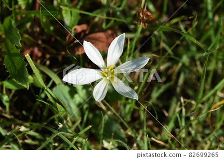 Flower of Thamas Dare 82699265