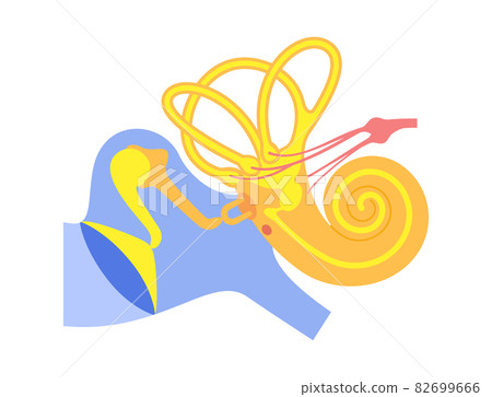 Inner ear anatomy Inner ear anatomy 82699666