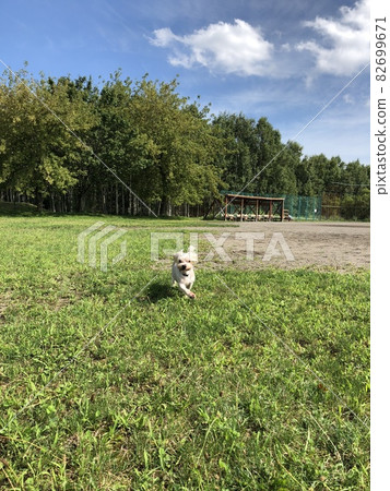 Running dog Running dog 82699671