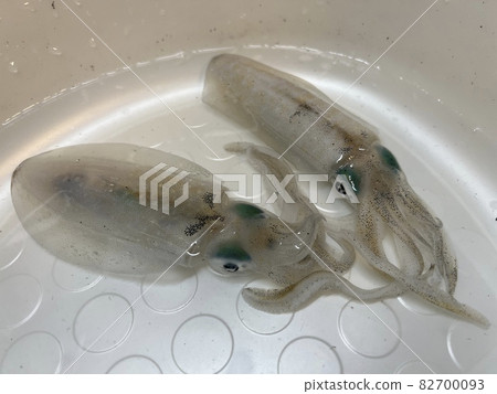 Fresh bigfin reef squid caught in the sea Fresh bigfin reef squid caught in the sea 82700093