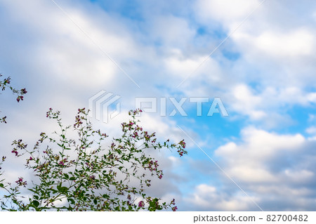 Hagi, one of the seven autumn herbs, and the autumn sky 82700482