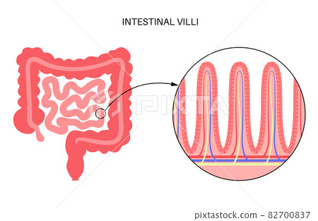 Intestinal villi anatomy 82700837
