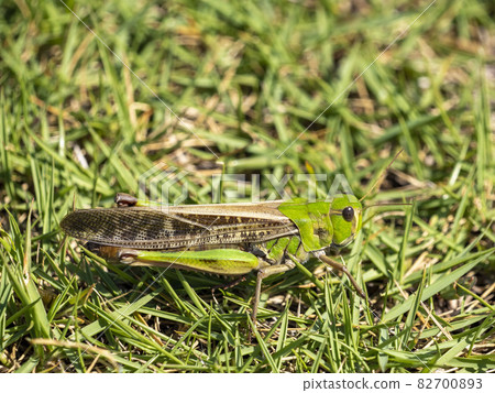 Migratory locust in the grass 82700893