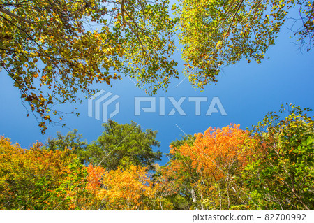 仰望天空和秋葉的景色 82700992