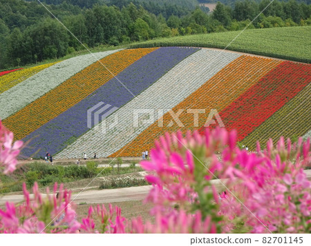 Hikkaido Shikisai Ayano Hill 82701145