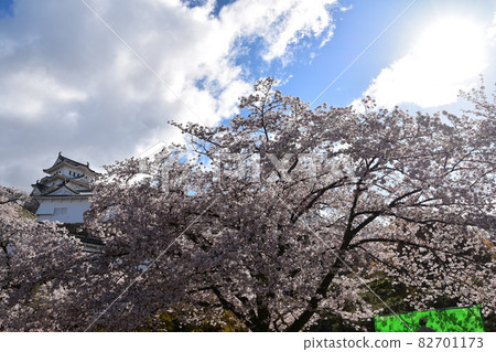 日本兵庫縣姬路市姬路城，世界遺產和國寶，春天的櫻花，藍天和宏偉的城堡塔 82701173