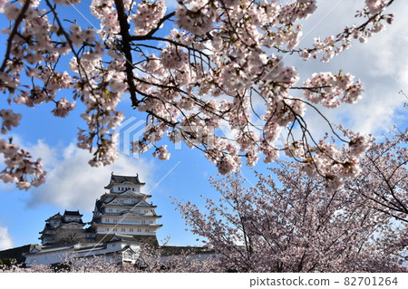 日本兵庫縣姬路市姬路城,世界遺產和國寶,春天的櫻花,藍天和宏偉的城堡塔 日本兵庫縣姬路市姬路城,世界遺產和國寶,春天的櫻花,藍天和宏偉的城堡塔 82701264