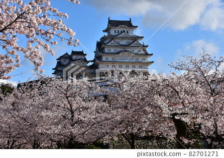 Himeji City, Hyogo Prefecture, Japan Himeji Castle, a World Heritage Site and a national treasure, spring cherry blossoms, blue sky and a magnificent castle tower Himeji City, Hyogo Prefecture, Japan Himeji Castle, a World Heritage Site and a national treasure, spring cherry blossoms, blue sky and a magnificent castle tower 82701271