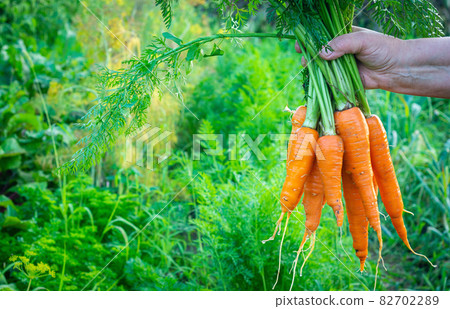 Carrot in woman hand in the garden 82702289