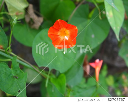 Marubuko sou Marubuko sou 82702767