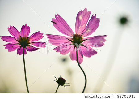 Cosmos Cosmos 82702913