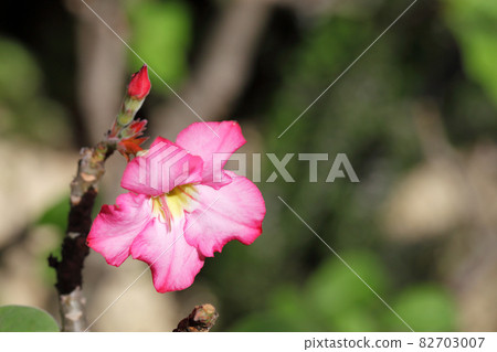 Desert rose flowers and buds 82703007