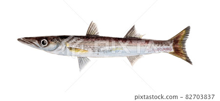 Sphyraena pingui 手繪水彩 82703837