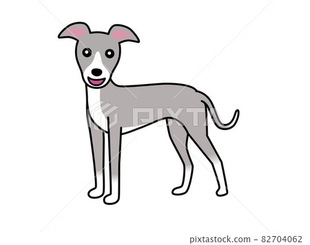 意大利靈緹犬 82704062