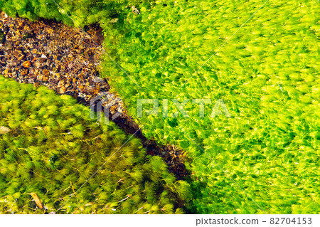 Algae shimmering in the clear stream 82704153