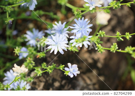 chicory flower 82704299