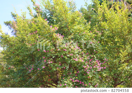 Akabanatokiwamansaku花 Akabanatokiwamansaku花 82704558