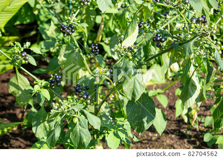 Garden huckleberry, edible (a kind of nightshade of Solanaceae) Garden huckleberry, edible (a kind of nightshade of Solanaceae) 82704562