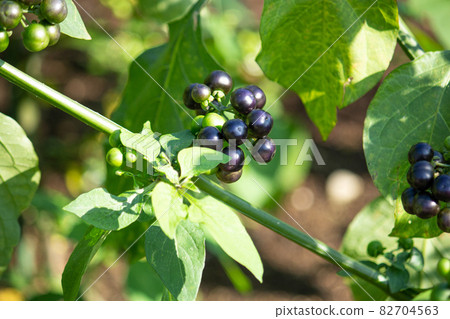 Garden huckleberry, edible (a kind of nightshade of Solanaceae) Garden huckleberry, edible (a kind of nightshade of Solanaceae) 82704563