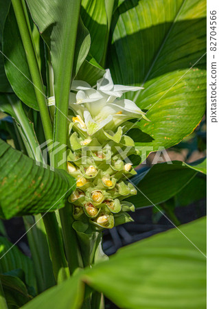 Turmeric flowers bloom (turmeric, depression, turmeric, turmeric, scientific name: Curcuma longa, English name: turmeric 82704566