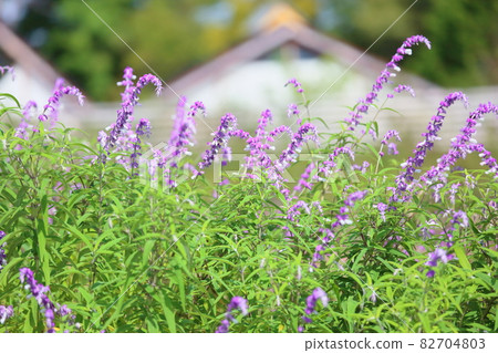 Salvia leucansa flowers Salvia leucansa flowers 82704803