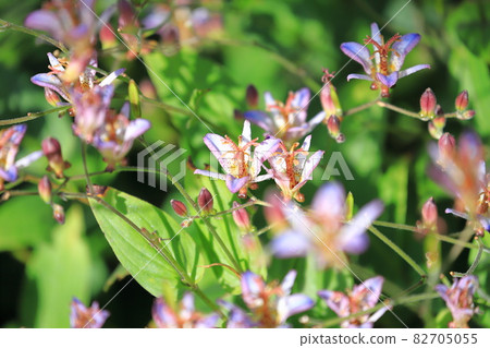 Toad lily flower Toad lily flower 82705055